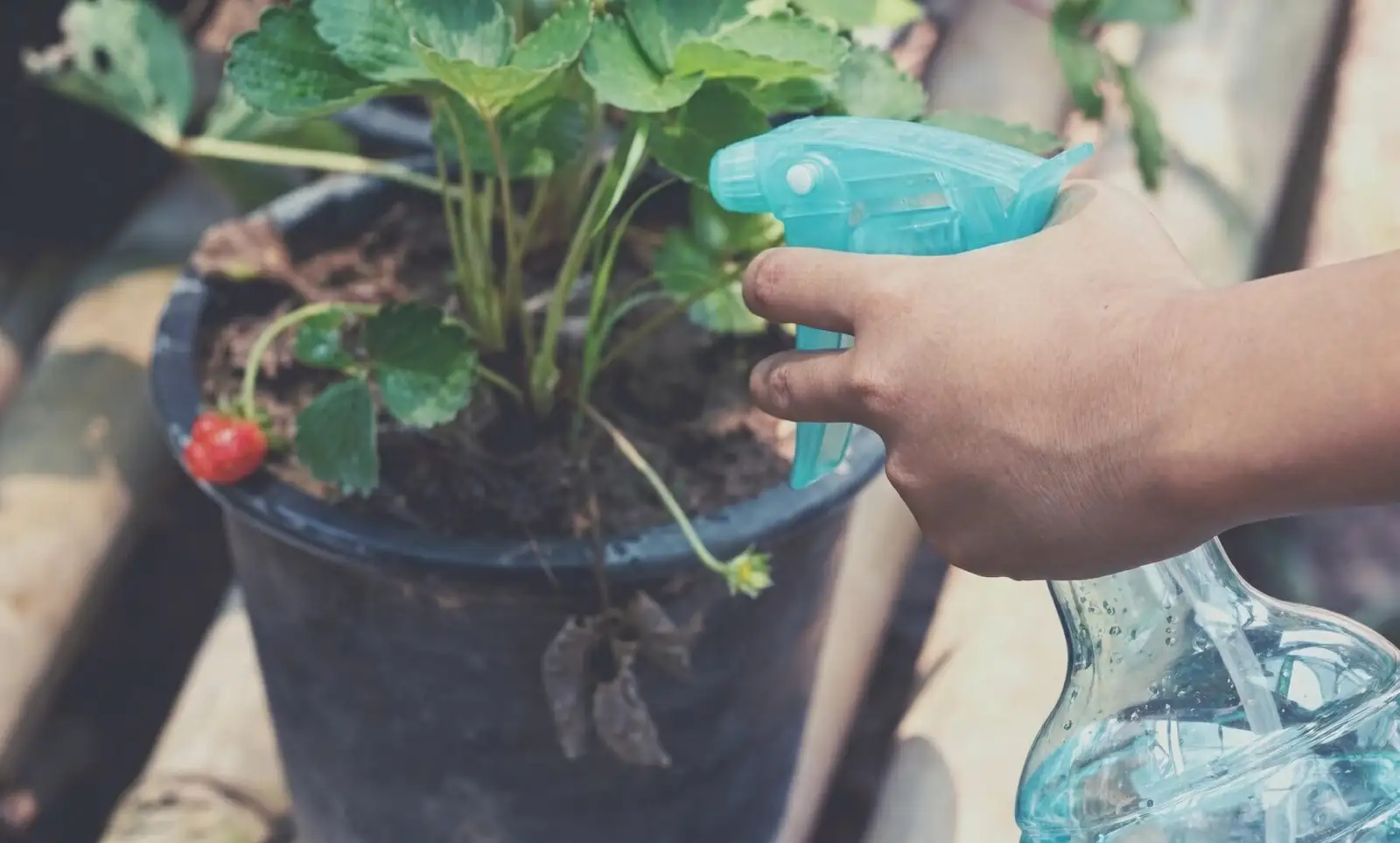 string of pearls insecticidal soap spray