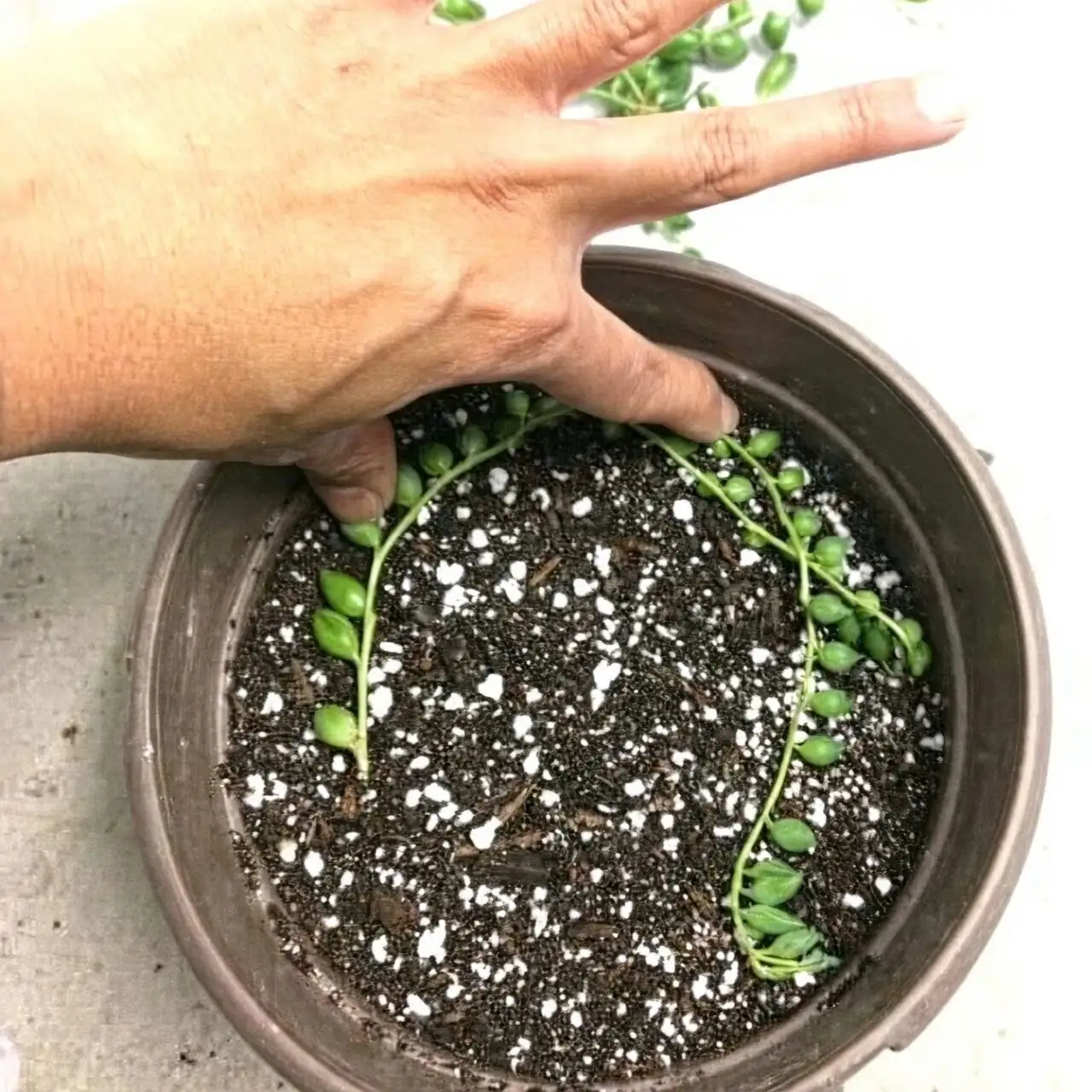 string of pearls propagation cuttings soil