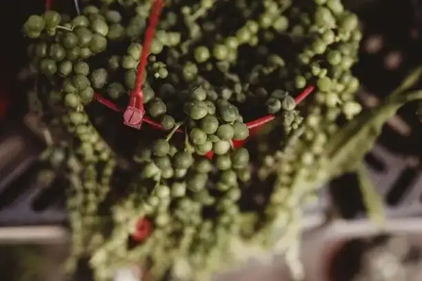 From Karoo Shade to Kitchen Window: How String of Pearls Evolved Its Beads
