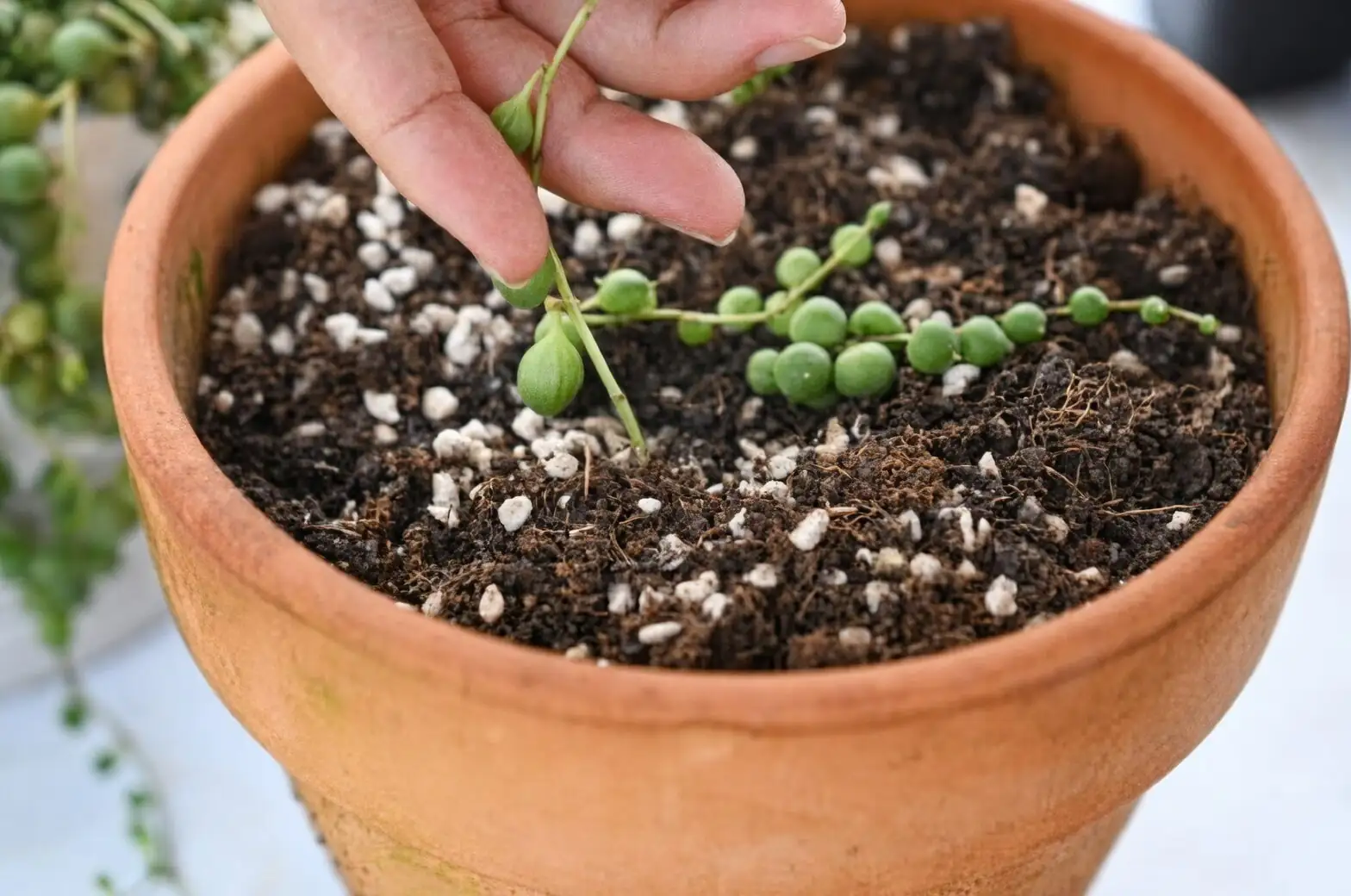 string of pearls rooting nodes soil