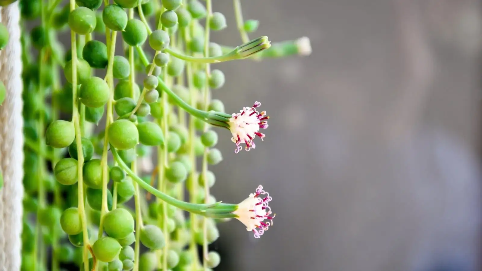 string of pearls winter flowers close-up