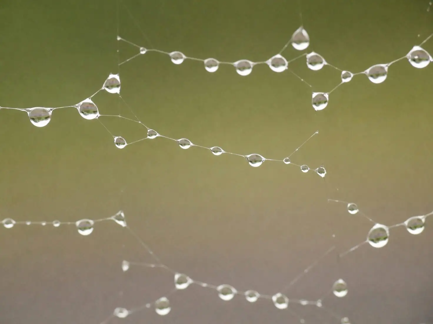 string of pearls spherical leaves macro