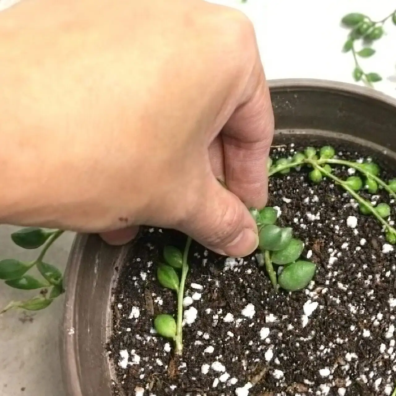 string of pearls propagation cuttings nodes