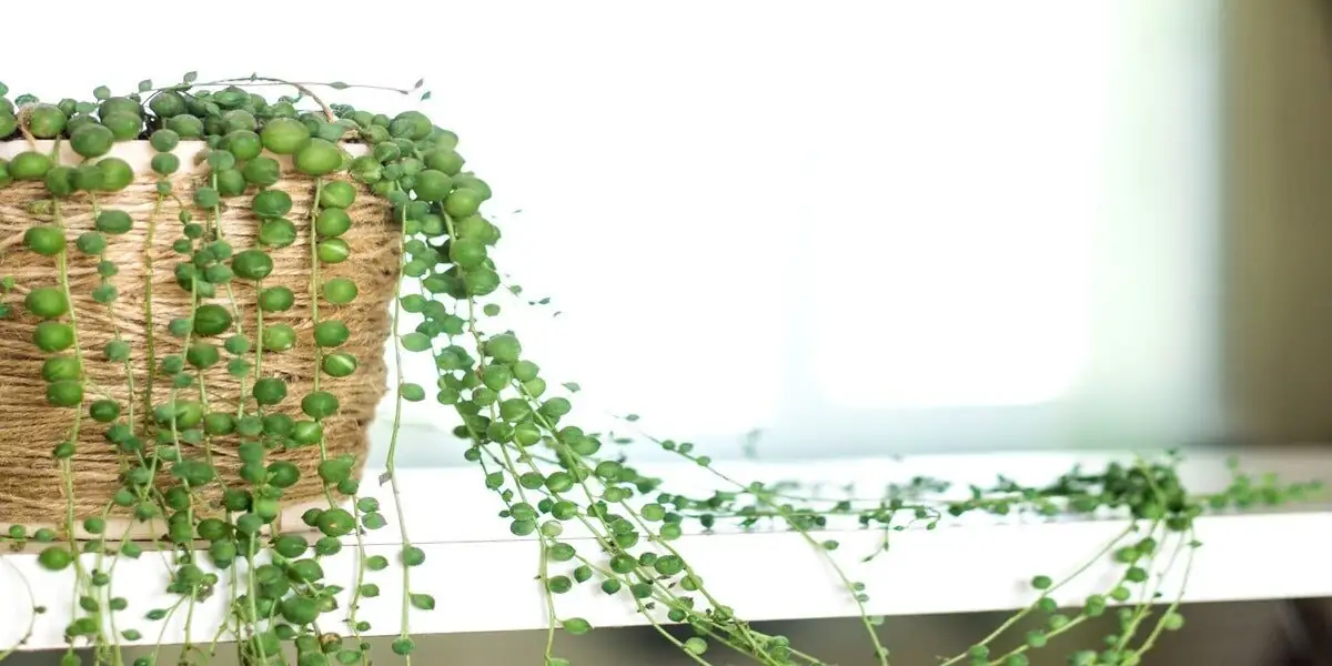 Strings of Luck: The Flower Language (花语), Feng Shui, and Gift Meaning of String of Pearls