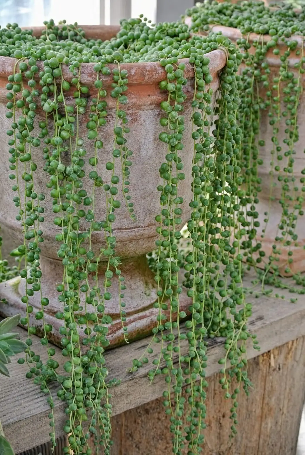 string of pearls living room window