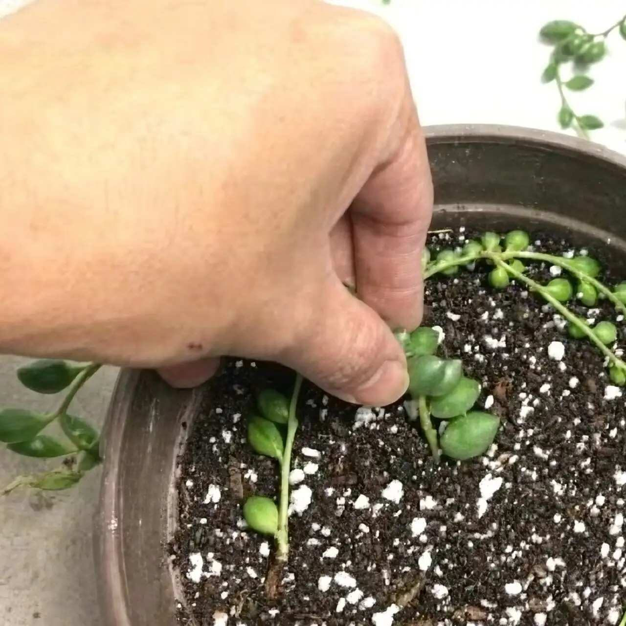 string of pearls propagation cuttings