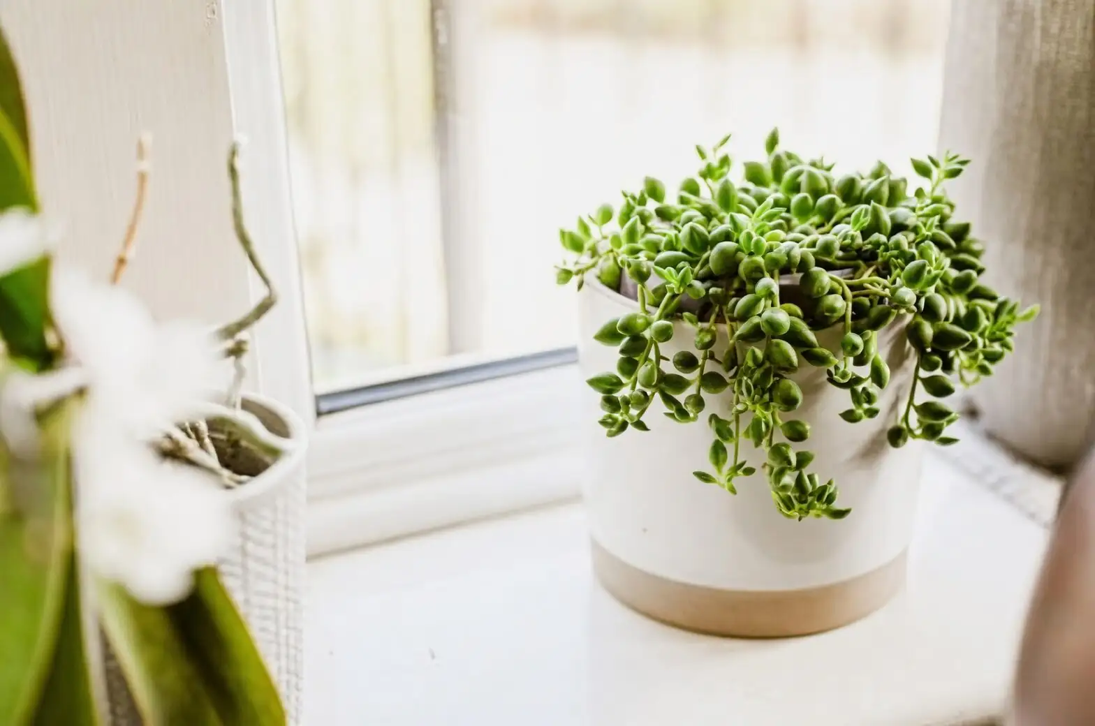Hang, Drape, or Cascade? Interior Styling Tricks to Make String of Pearls Steal the Room