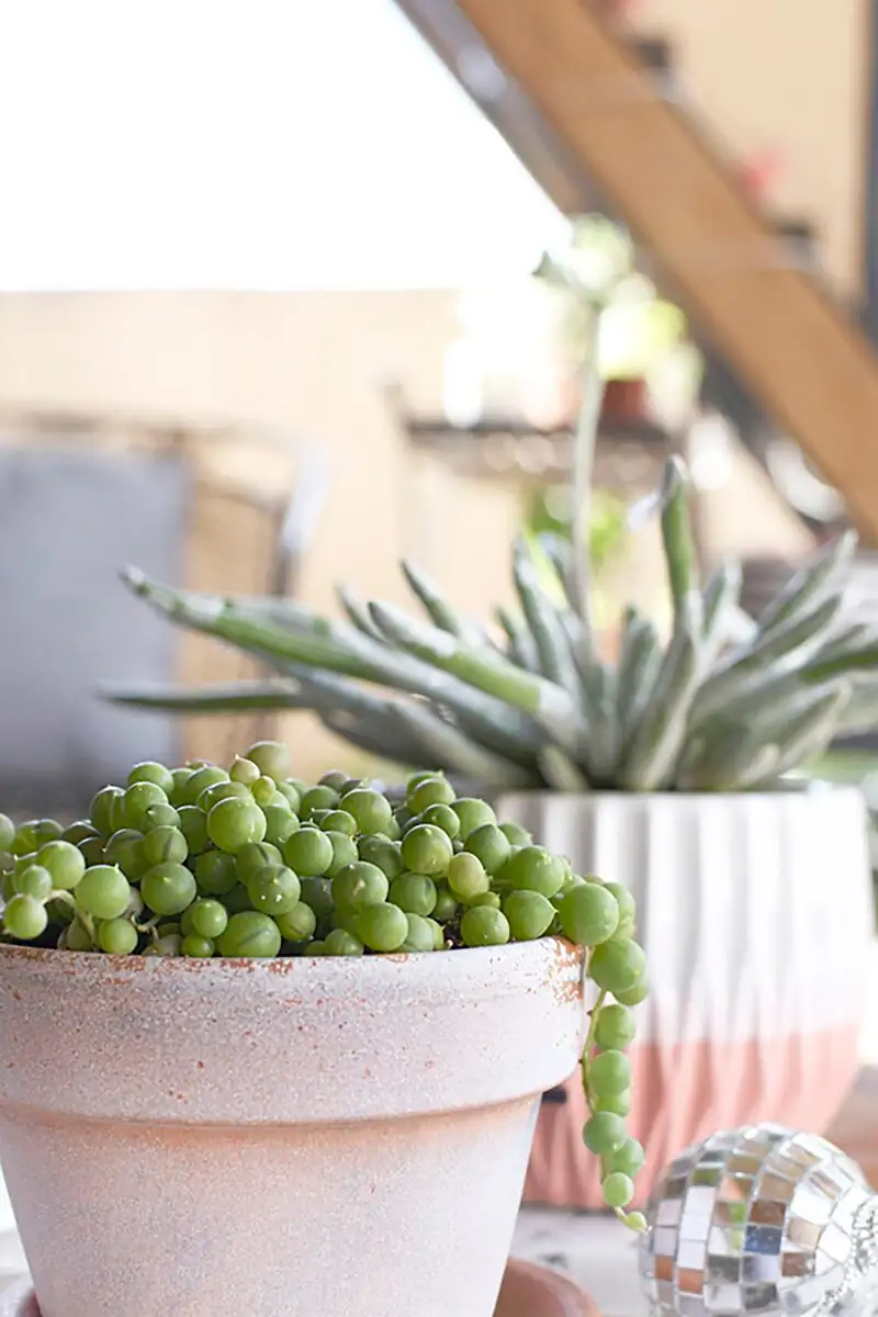string of pearls shallow terracotta pot