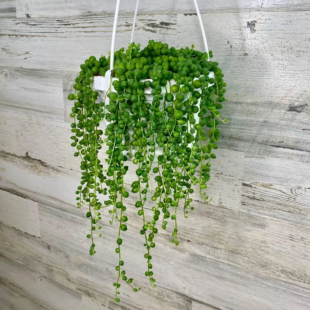 Coax the Cinnamon: How to Get String of Pearls to Bloom Indoors This Winter