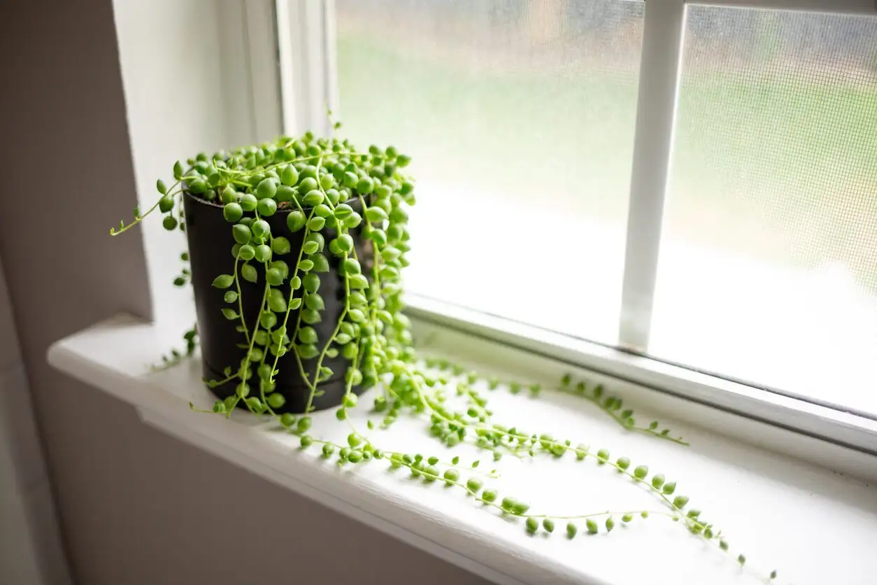 string of pearls windowsill morning sun