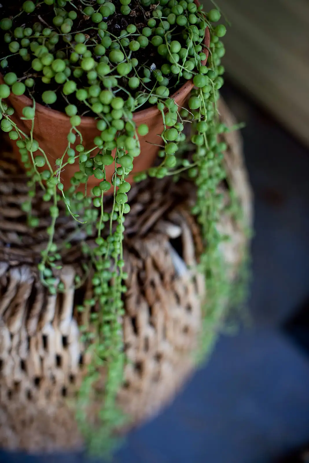 string of pearls repotting gritty mix