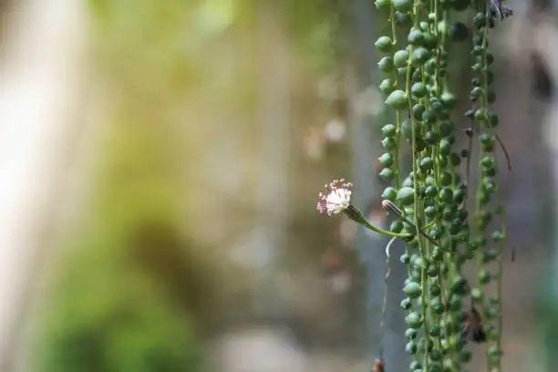 string of pearls window morning sun