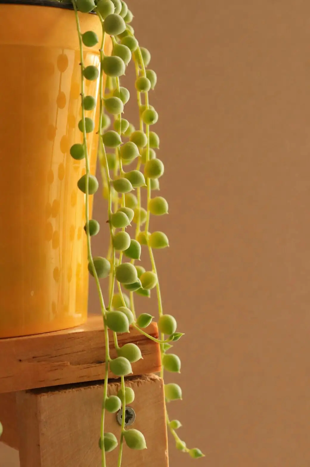 string of pearls shallow pot gritty mix