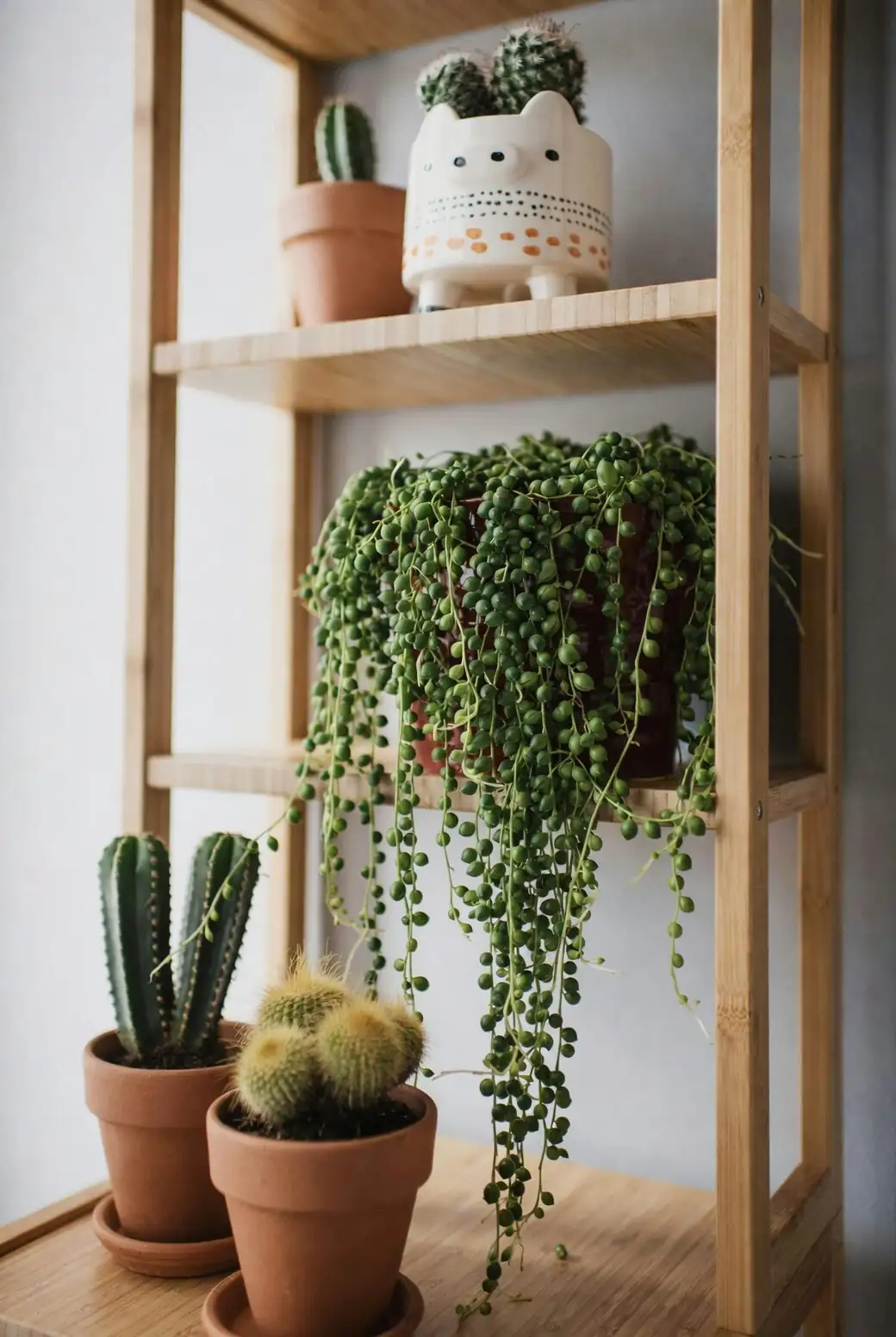 Pet Parents, Read This: Keeping Toxic String of Pearls Beautiful—and Out of Reach