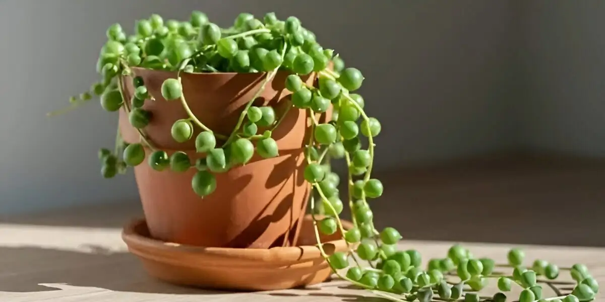 string of pearls watering gooseneck