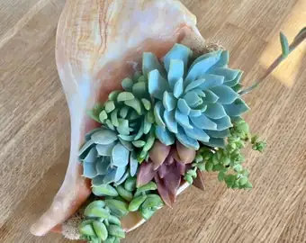 haworthia echeveria tabletop arrangement