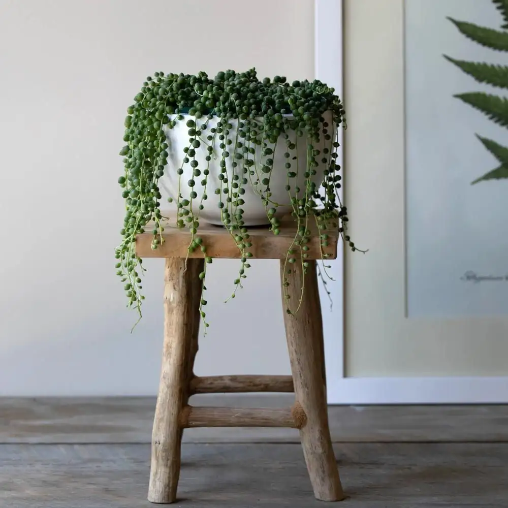 Beaded Edges: Companion Planting and Succulent Bowl Recipes Featuring Curio rowleyanus