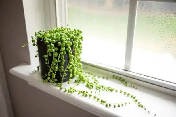 string of pearls gravel top dressing close-up