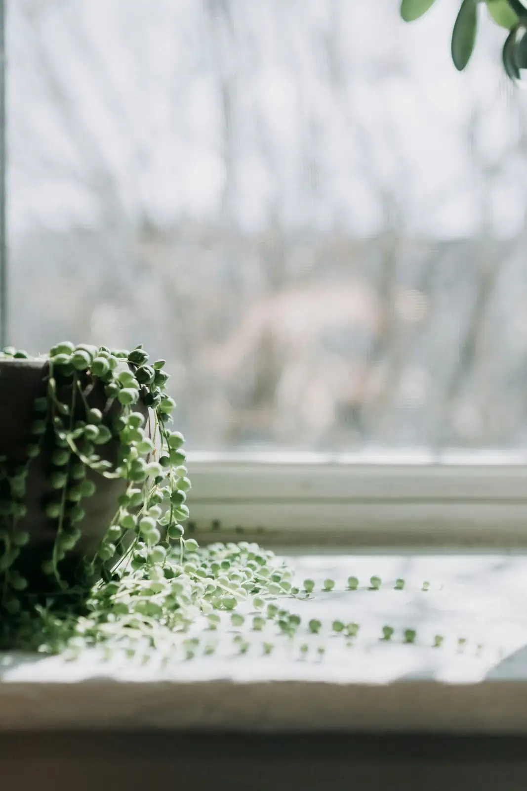 string of pearls watering can