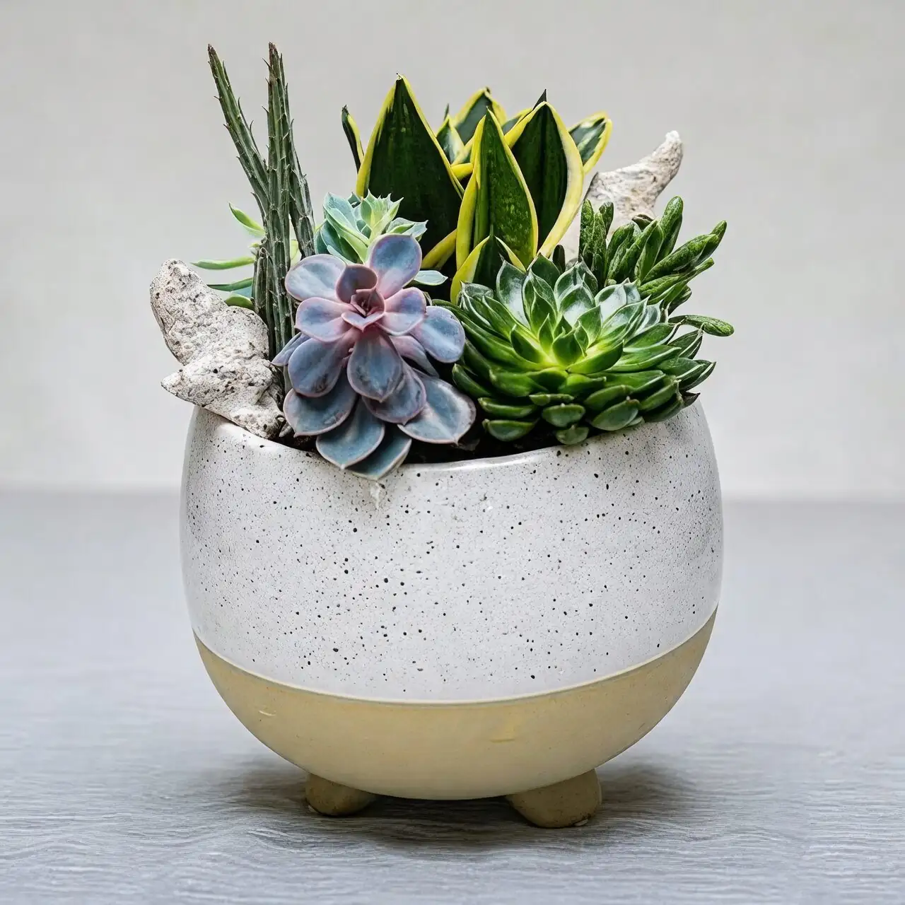 string of pearls with echeveria bowl