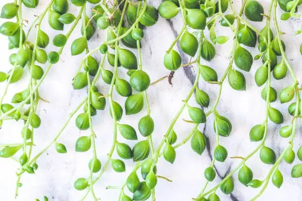string of pearls leaf close-up