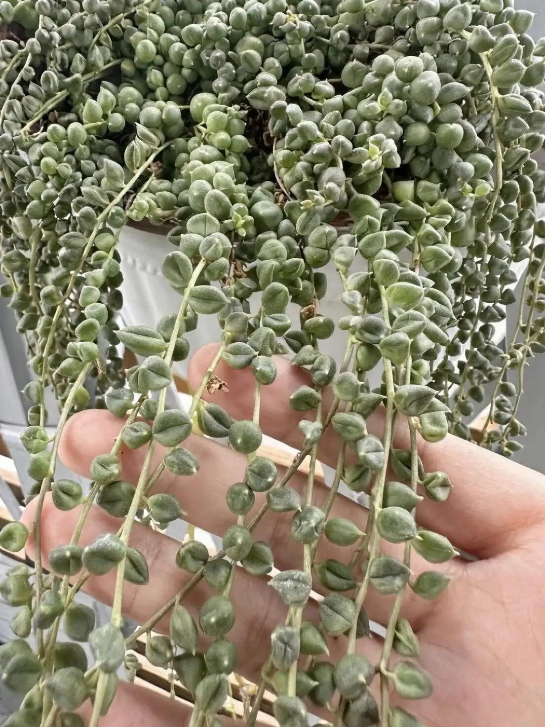 string of pearls wrinkled beads close-up