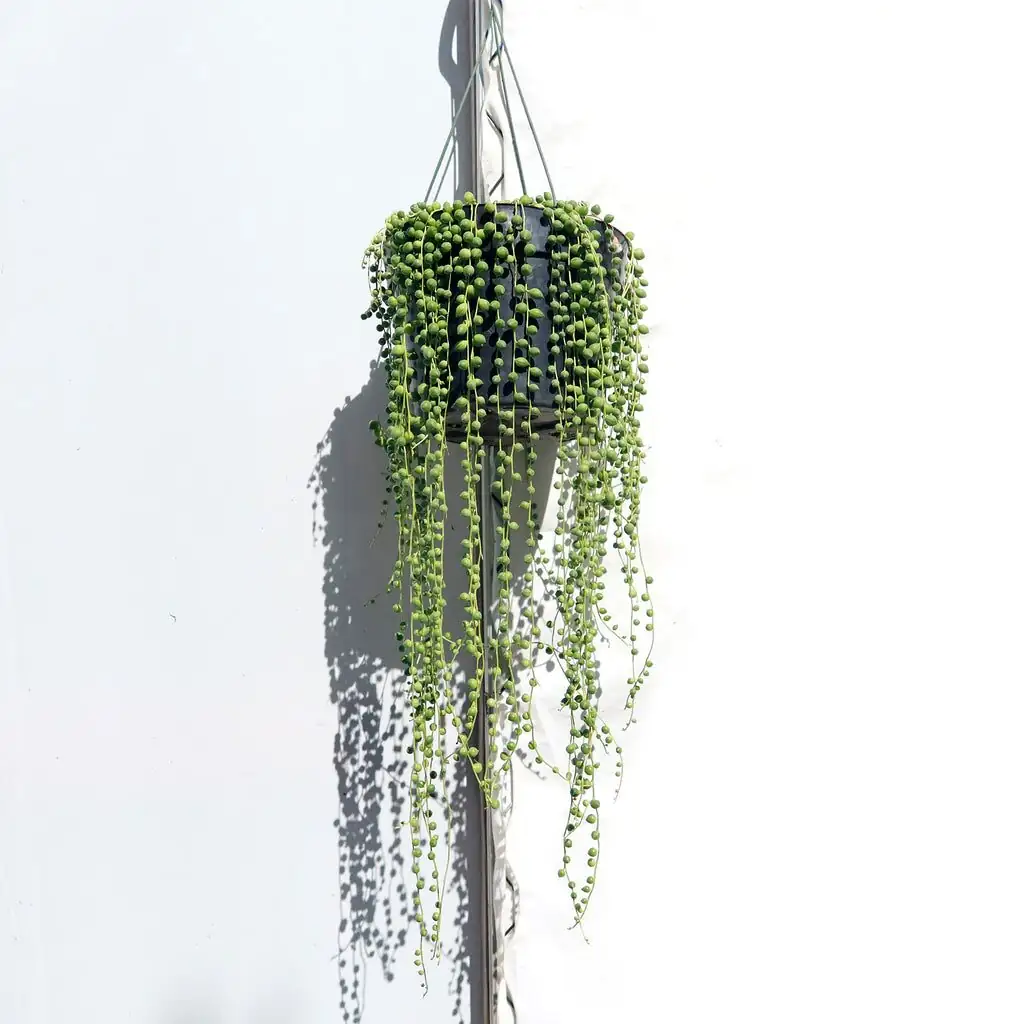 string of pearls minimal interior