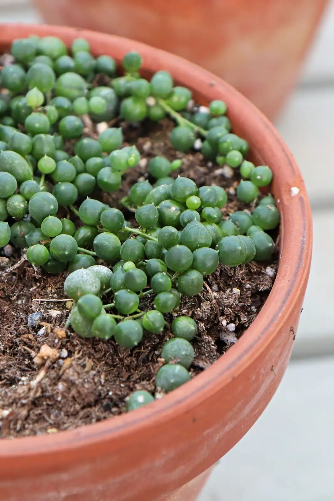 string of pearls watering dry soil