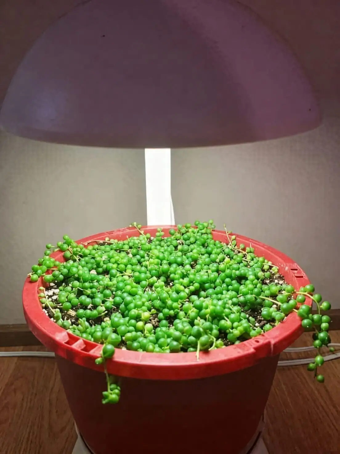 variegated string of pearls under LED grow light