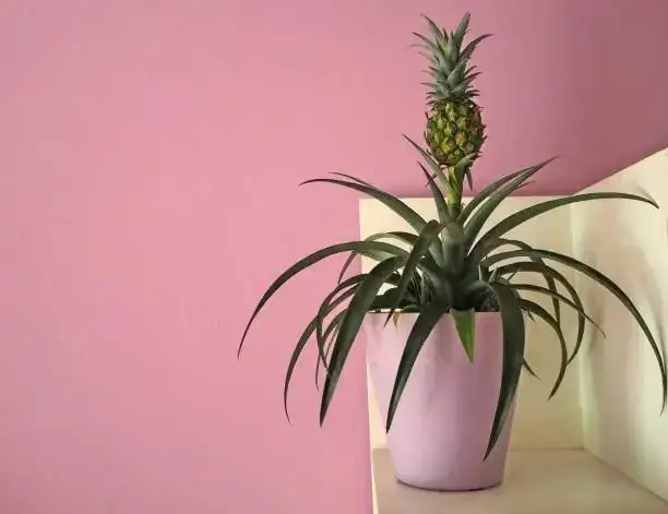 pineapple plant under grow lights