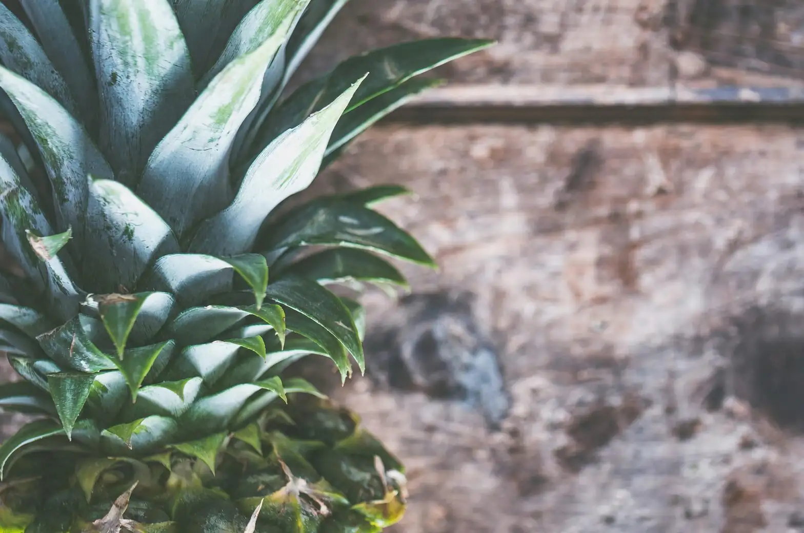 watering pineapple leaf cup close-up