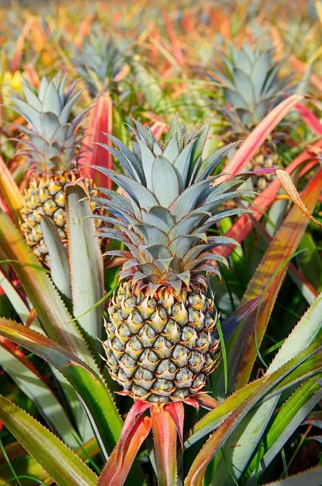 pineapple plant with apple in bag