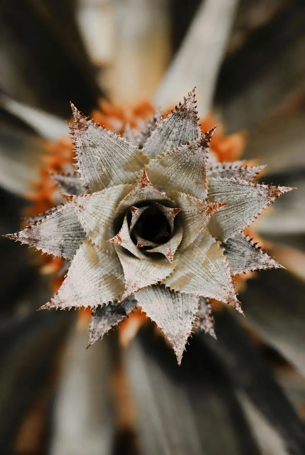 pineapple plant offsets suckers close-up