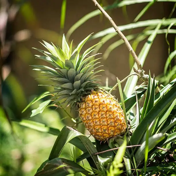 Sticky Leaves, No Fruit? Your Pineapple Troubleshooting Guide