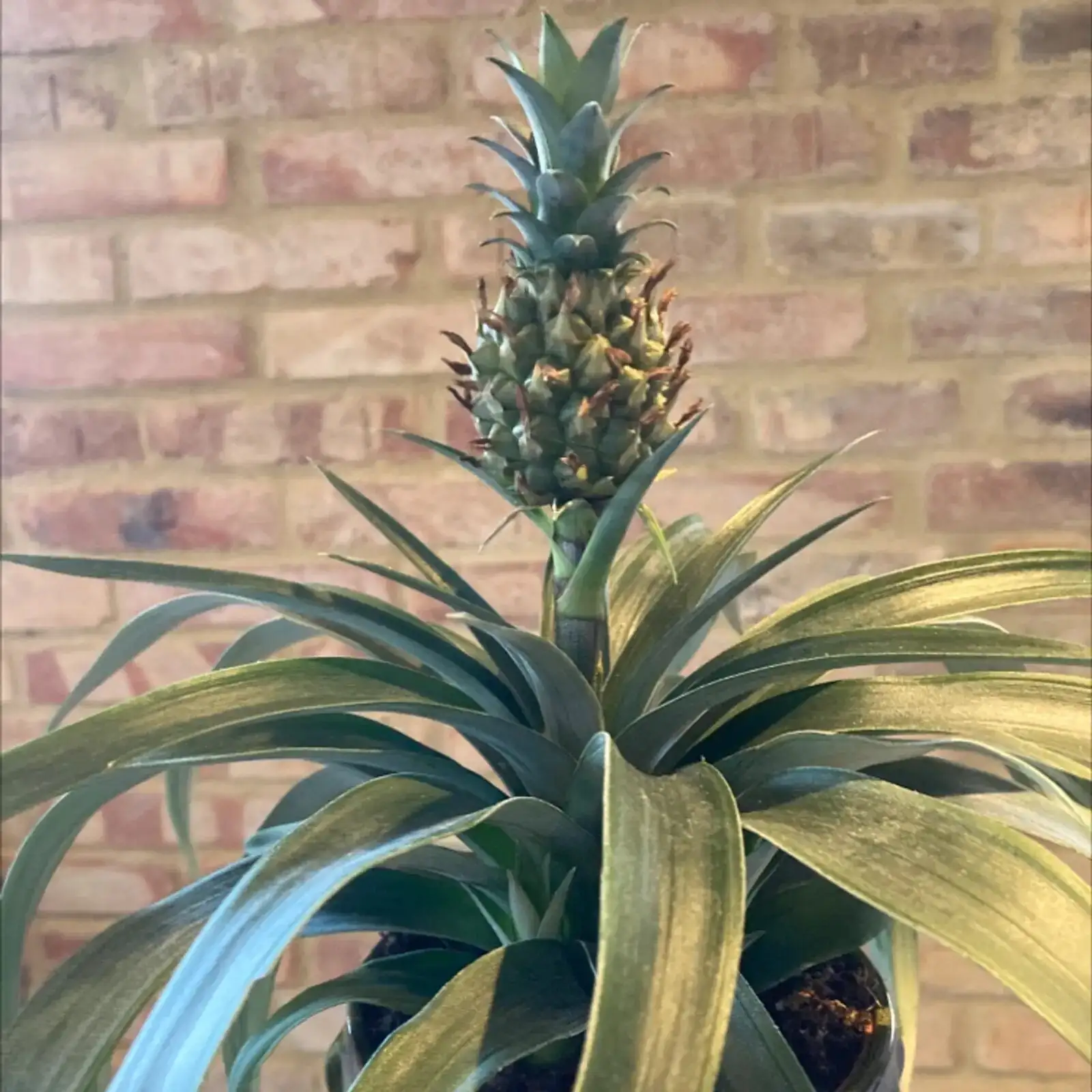 pineapple leaf thrips damage