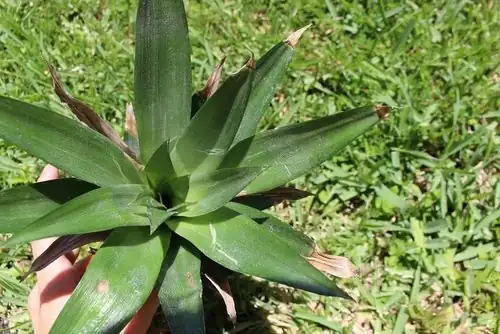pineapple root rot crown rot