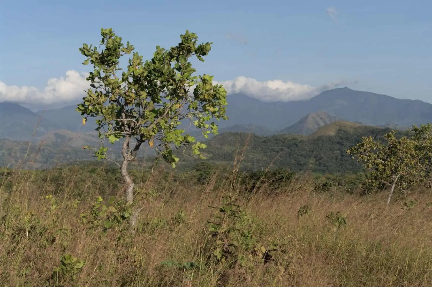 From River Plains to Royal Banquets: The Wild Journey of Pineapple