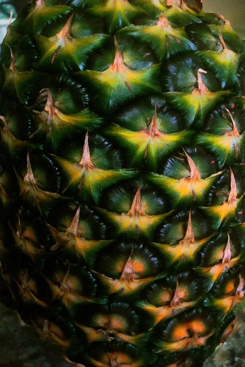 pineapple eyes Fibonacci spirals close-up