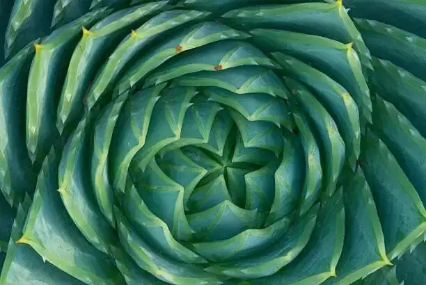 pineapple spiral pattern close up
