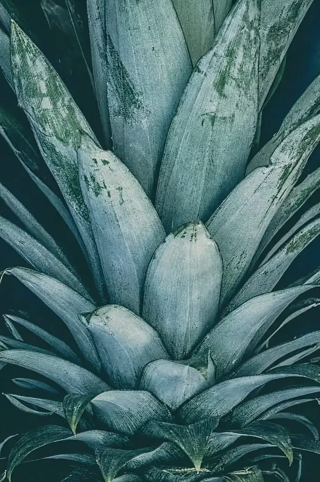 pineapple crown rooting in water