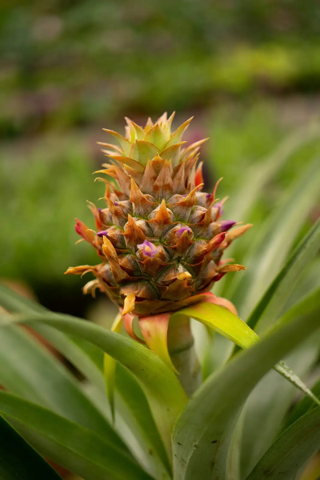 pineapple plant rosette close-up