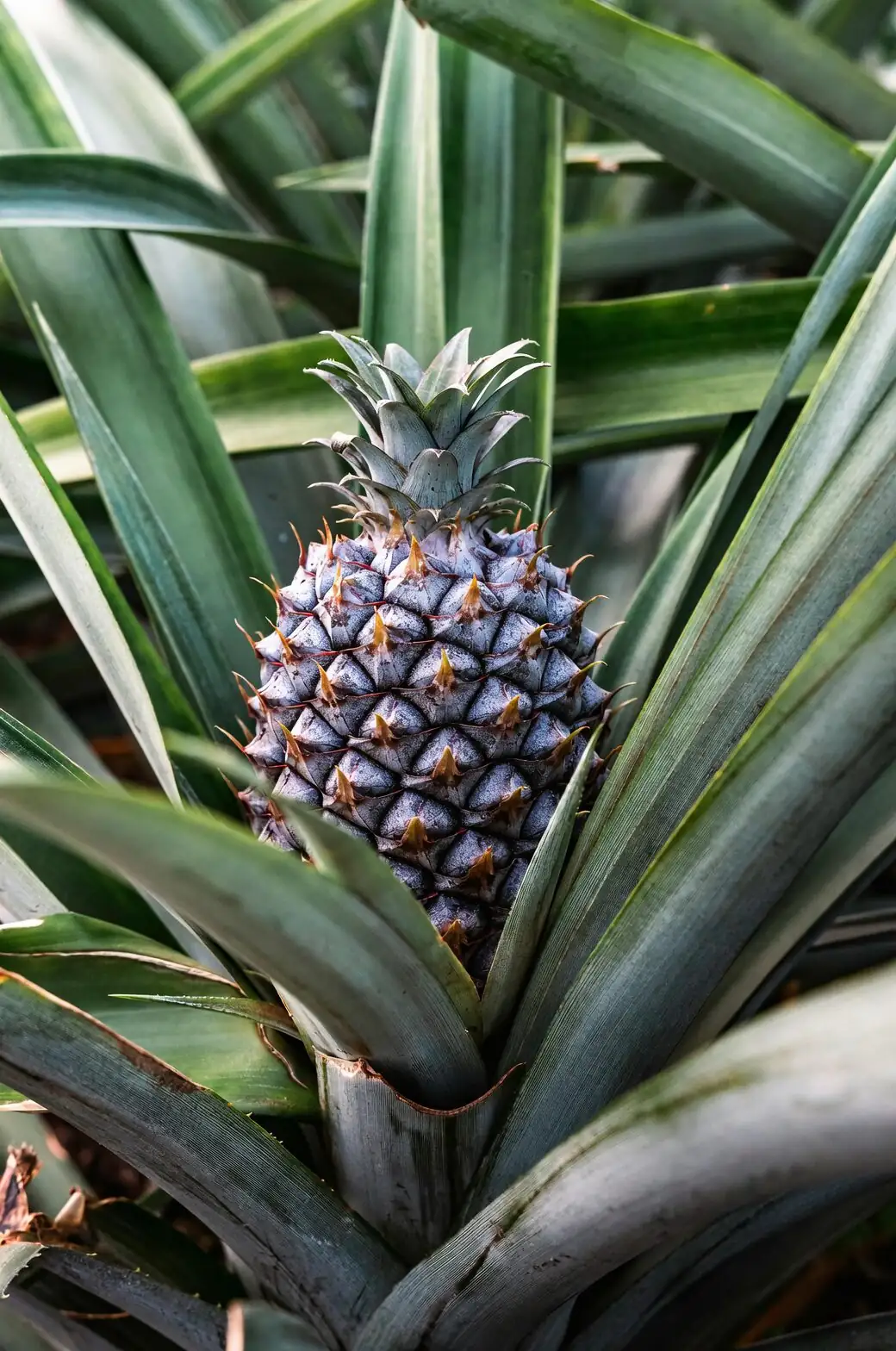 Grow a Pineapple from Grocery to Glory: Propagation Masterclass