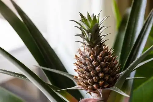 Spiky Chic: Styling Pineapple Plants Indoors Without the Pricks