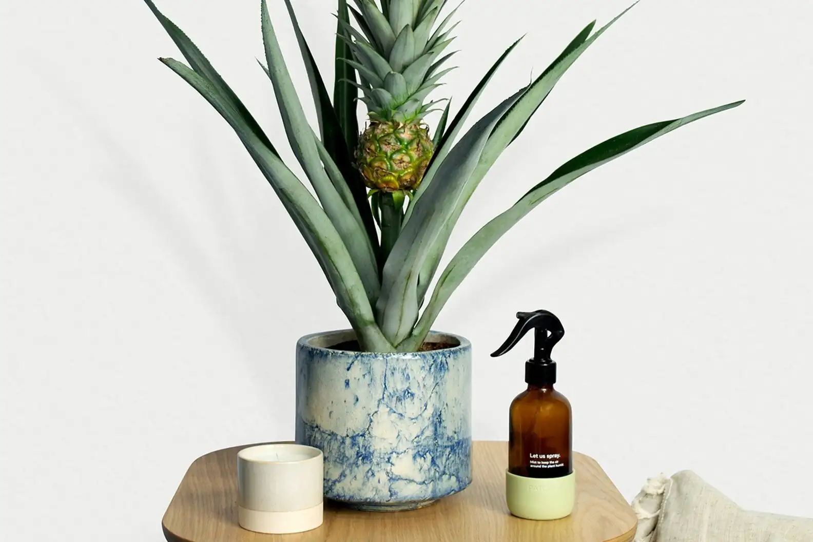 pineapple plant wide low pot