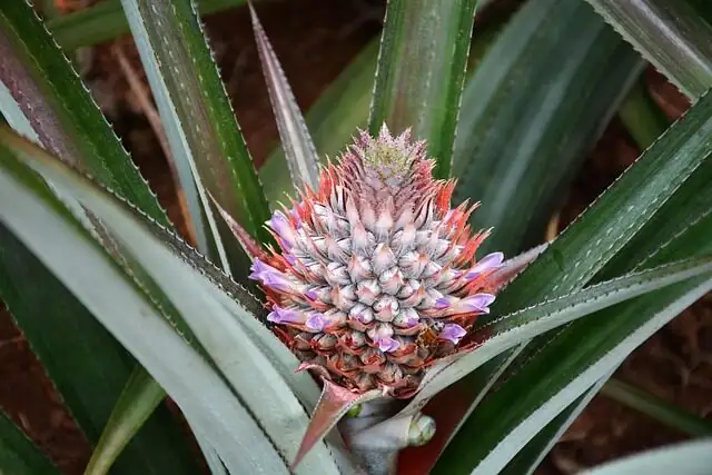 Tropical Ground Star: Design a Drought‑Savvy Pineapple Patch
