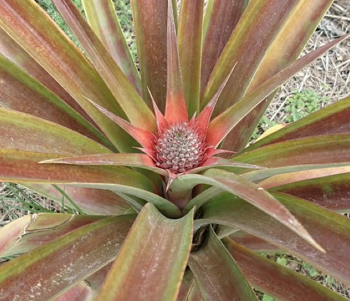 pineapple spacing small yard