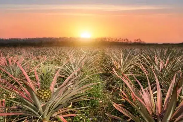 pineapple container patio drainage