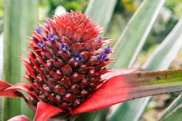 From Leaf to Luxe: Inside the Comeback of Piña Cloth