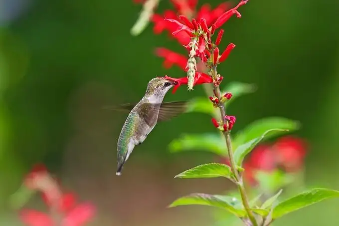 hummingbird pollinating pineapple flowers
