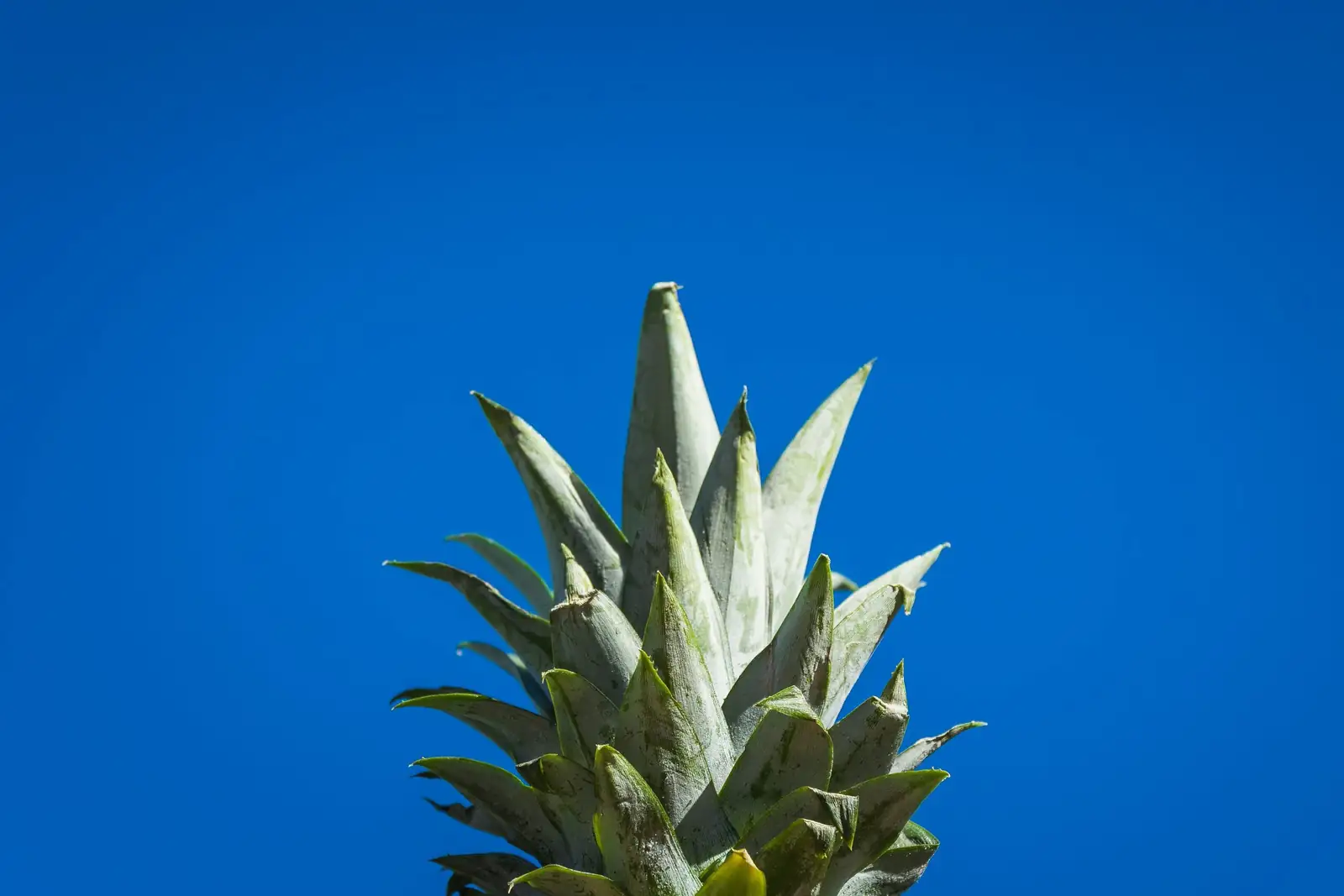 planting pineapple crown in pot